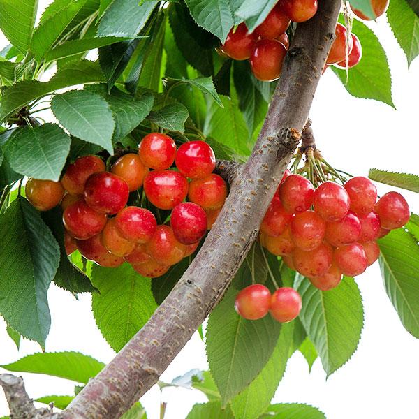 アメリカンチェリー レーニアチェリー レイニア 大粒 500g プレミアム