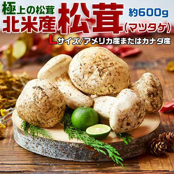 松茸　北海道　600g　訳あり　① 国産 松茸 北海道 600g 訳あり ① 国産