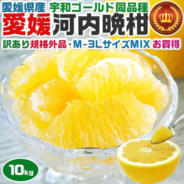愛媛 河内晩柑 10kg 訳あり規格外品 M〜3Lサイズ混合(バラ詰め) 宇和ゴールド同品種 8月以降見た目が悪くなります 柑橘みかん 家族向けギフトにも