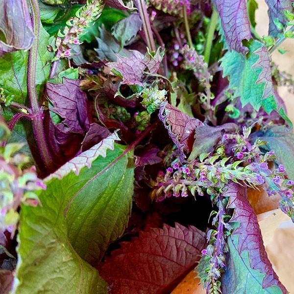 須磨のむらさき しそジュース 500ml 1本 化粧箱付き 須磨の紫 贈答用 赤しそジュース 赤紫蘇ドリンク 兵庫県産 Sgn Siso 3 ギフト広場 通販 Yahoo ショッピング