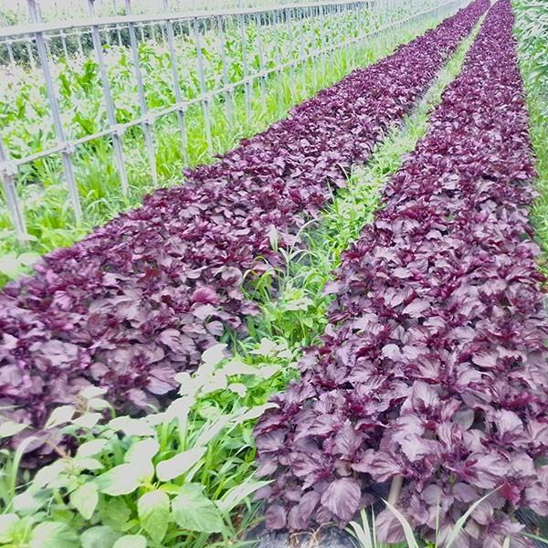 須磨のむらさき しそジュース 500ml 1本 化粧箱付き 須磨の紫 贈答用 赤しそジュース 赤紫蘇ドリンク 兵庫県産 Sgn Siso 3 ギフト広場 通販 Yahoo ショッピング