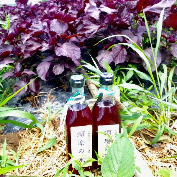 TVで紹介！ 須磨のむらさき 赤しそジュース 500ml(1本)×25本セット 須磨の紫 家庭用 赤紫蘇ドリンク 兵庫県産 送料無料_2