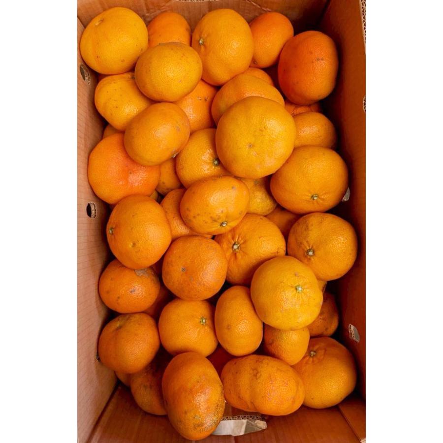 バーゲンSALE 甘平 (かんぺい) みかん 5kg 訳あり 規格外 傷あり 家庭