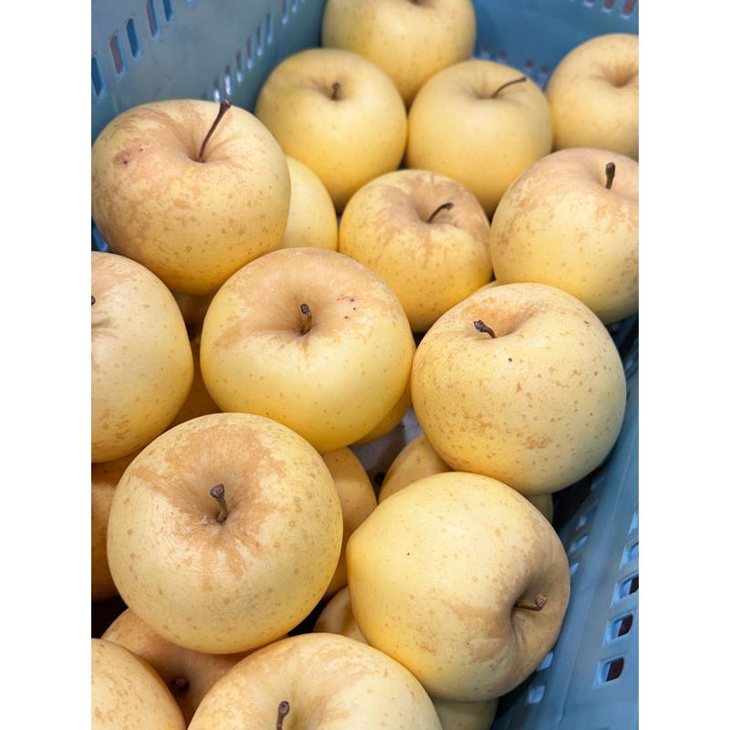 青森りんご 金星 訳あり 家庭用 10kg 林檎 青森県産 金星りんご