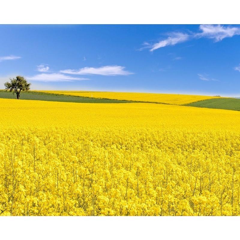 アートパネル Petit Canvas Art 菜の花畑 500x400mm ポスター アート インテリア 贈り物 673 1791 ギフトオンリーワン 通販 Yahoo ショッピング