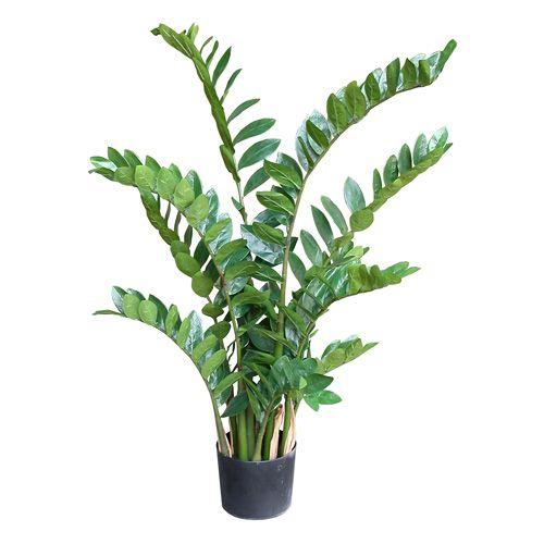 光触媒 / 人工観葉植物　ザミフォリア フェイクグリーン 新築祝い 開業祝い 開店祝い インテリア