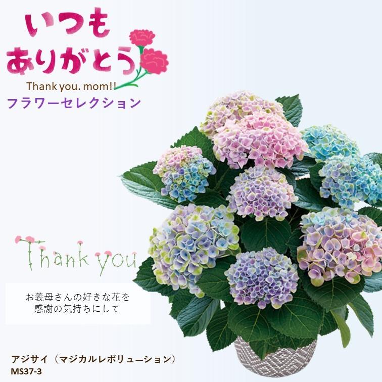 アジサイ マジカルレボリューション Ms37 3 花束 切花 Www Bollywoodpapa Com