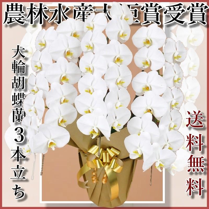 夢見鳥蘭3本立ち・夢見鳥蘭(コチョウラン)夢見鳥蘭3本立ち大輪/開店祝賀会/還暦祝賀会/祝賀会・夢見鳥蘭 3本立ち/夢見鳥蘭 貨物輸送無料/祝賀会花・開店祝賀会・祝賀会花・ 生花-鉢花