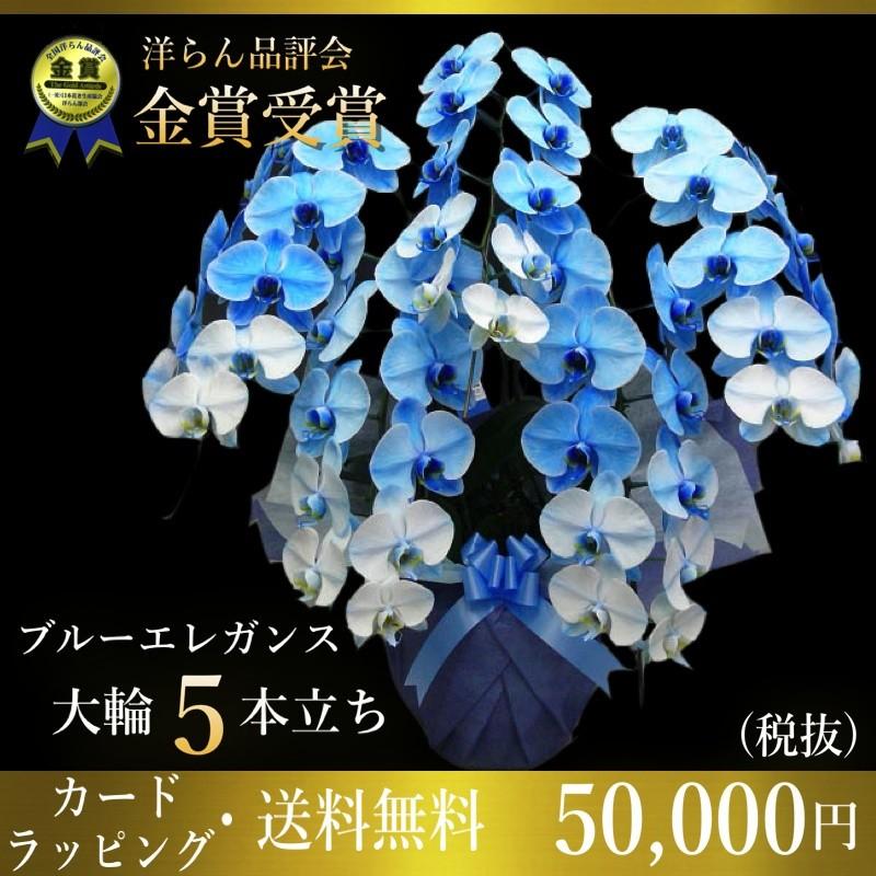 ブルーエレガンス胡蝶蘭5本立ち 変わり青胡蝶蘭 ブルー胡蝶蘭 3本立ち 胡蝶蘭 胡蝶蘭5本立ち 開店祝い 還暦祝い お祝い 胡蝶蘭 3本立ち 胡蝶蘭 生花 ギフトフラワー胡蝶蘭専門店 送料無料 お祝い花 ならショッピング ランキングや口コミも豊富なネット