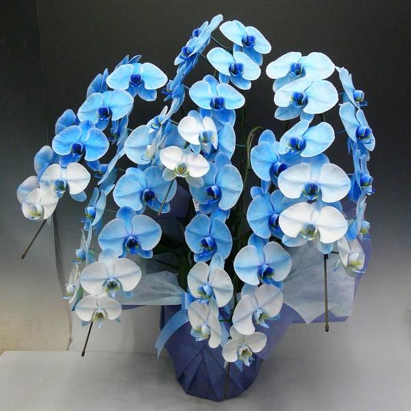 ブルーエレガンス胡蝶蘭5本立ち 変わり青胡蝶蘭 生花 ブルー胡蝶蘭 胡蝶蘭5本立ち 開店祝い 鉢花 還暦祝い お祝い 胡蝶蘭 3本立ち 胡蝶蘭 送料無料 お祝い花 ギフトフラワー胡蝶蘭専門店