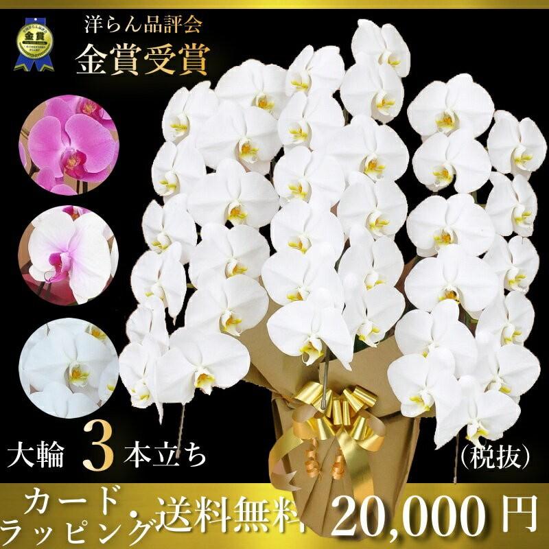 最高の 胡蝶蘭3本立ち 胡蝶蘭 コチョウラン 胡蝶蘭3本立ち大輪 開店祝い 還暦祝い お祝い 胡蝶蘭 3本立ち 胡蝶蘭 送料無料 お祝い花 開店祝い お祝い花 安い Nicmosul Org