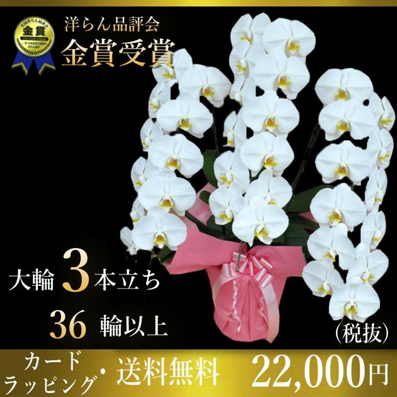 夢見鳥蘭3本立ち・夢見鳥蘭(コチョウラン)夢見鳥蘭3本立ち大輪/開店祝賀会/還暦祝賀会/祝賀会・夢見鳥蘭 3本立ち/夢見鳥蘭 貨物輸送無料/祝賀会花・開店祝賀会・祝賀会花・ 花、ガーデニング-鉢花-生花