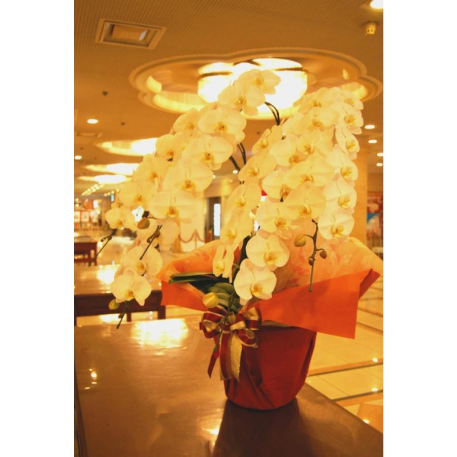 胡蝶蘭 胡蝶蘭5本立ち 胡蝶蘭 コチョウラン 胡蝶蘭大輪5本立ち 送料無料 ラ 開店祝い お祝い 胡蝶蘭 開店祝い 胡蝶蘭 胡蝶蘭 送料無料 ラ ならショッピング ランキングや口コミも豊富なネット通販 更にお得なpaypay残高も スマホアプリも充実で