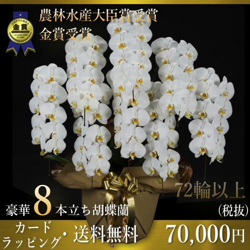 ギフトフラワー胡蝶蘭専門店 8本立ち 胡蝶蘭 8本立ち 胡蝶蘭 鉢花 胡蝶蘭8本立ち 胡蝶蘭 コチョウラン 胡蝶蘭8本立ち大輪 開店 祝い 還暦祝い お祝い 胡蝶蘭 生花 送料無料 お祝い花 開店祝い お祝い花 鉢花