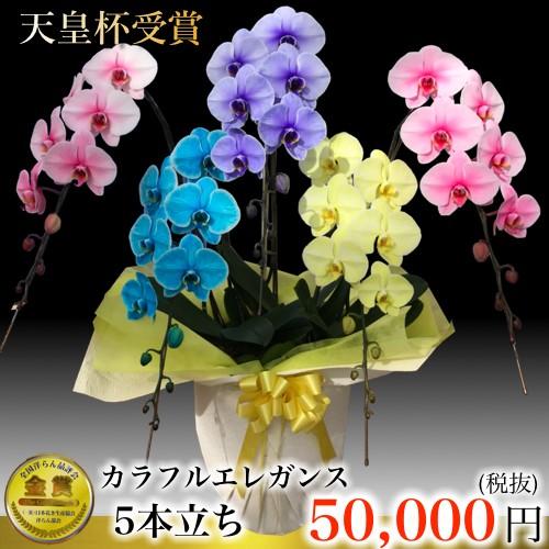 珍しいカラフルエレガンス胡蝶蘭イエロー 黄色 マリン 濃い水色 ピンク 桃色 オレンジ 橙色 グリーン 緑色 ブルー 青 パープル 紫 5 ギフトフラワー胡蝶蘭専門店の珍しいカラフルエレガンス胡蝶蘭イエロー 黄色 マリン 濃い水色 ピンク 桃色