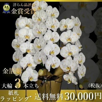 驚きの安さ 金箔胡蝶蘭3本立ちはなやか金箔蘭 人気満点 Www Simon Page Com