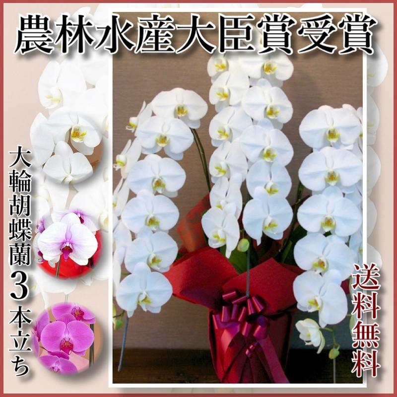 ■夢見鳥蘭3本立39輪〜(蕾含む)■3本立ち大輪/開店祝賀会/還暦祝賀会/祝賀会・夢見鳥蘭 3本立ち/夢見鳥蘭 貨物輸送無料/祝賀会花・開店祝賀会・祝賀会花・お供え花・ 【 生花-鉢花-花、ガーデニング