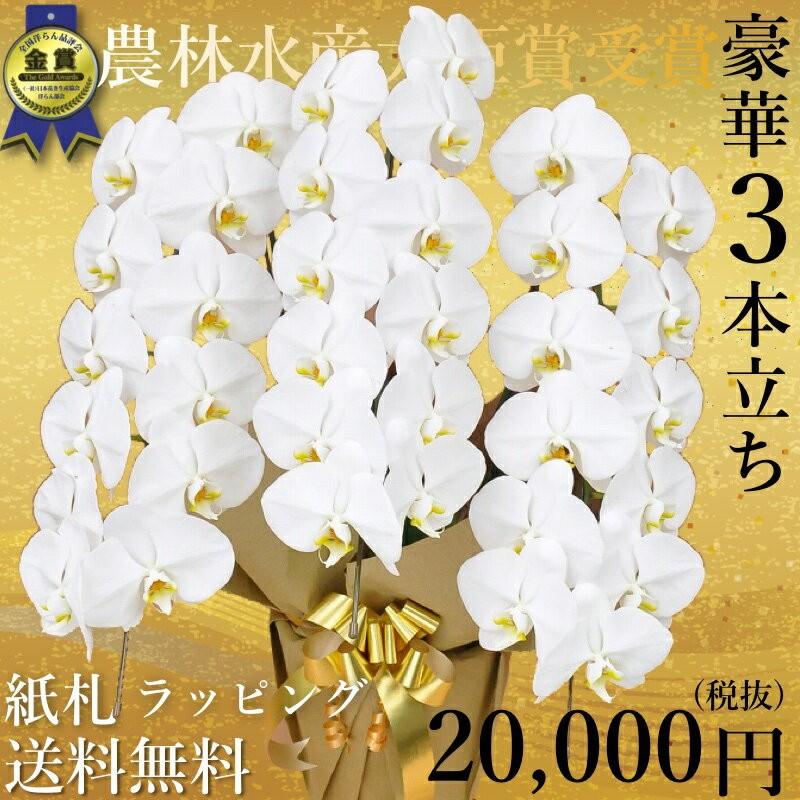 夢見鳥蘭3本立ち・夢見鳥蘭(コチョウラン)夢見鳥蘭3本立ち大輪/開店祝賀会/還暦祝賀会/祝賀会・夢見鳥蘭 3本立ち/夢見鳥蘭 貨物輸送無料/祝賀会花・開店祝賀会・祝賀会花・ 生花-花、ガーデニング
