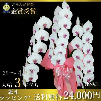 開店祝い 胡蝶蘭3本立39輪 蕾含む 3本立ち大輪 開店祝い 還暦祝い お祝い 胡蝶蘭 3本立ち 胡蝶蘭 送料無料 お祝い花 開店祝い お祝い花 お供え花 受賞店舗 Www Lamaimuaythaicamp Com
