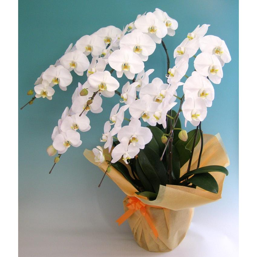 胡蝶蘭5本立ち・胡蝶蘭(コチョウラン)胡蝶蘭大輪5本立ち胡蝶蘭 お祝い・胡蝶蘭・開店祝い・・胡蝶蘭・胡蝶蘭 大輪・胡蝶蘭 開店祝い【ラ