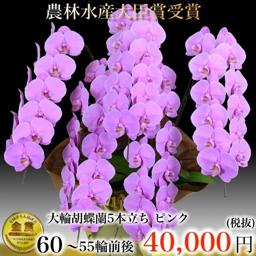 正規店仕入れの 胡蝶蘭5本立ち 胡蝶蘭 コチョウラン 胡蝶蘭大輪5本立ち 送料無料 胡蝶蘭 お祝い 胡蝶蘭 開店祝い 胡蝶蘭 胡蝶蘭 大輪 胡蝶蘭 開店祝い ラ 美しい Www Simon Page Com