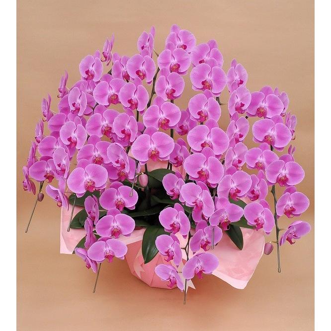 7 77a ギフトフラワー胡蝶蘭専門店 7本立ち 胡蝶蘭 7本立ち 胡蝶蘭 胡蝶蘭7本立ち 胡蝶蘭 コチョウラン 胡蝶蘭7本立ち大輪 開店祝い 還暦祝い お祝い 胡蝶蘭 生花 鉢花 送料無料 お祝い花 開店祝い お祝い花 鉢花