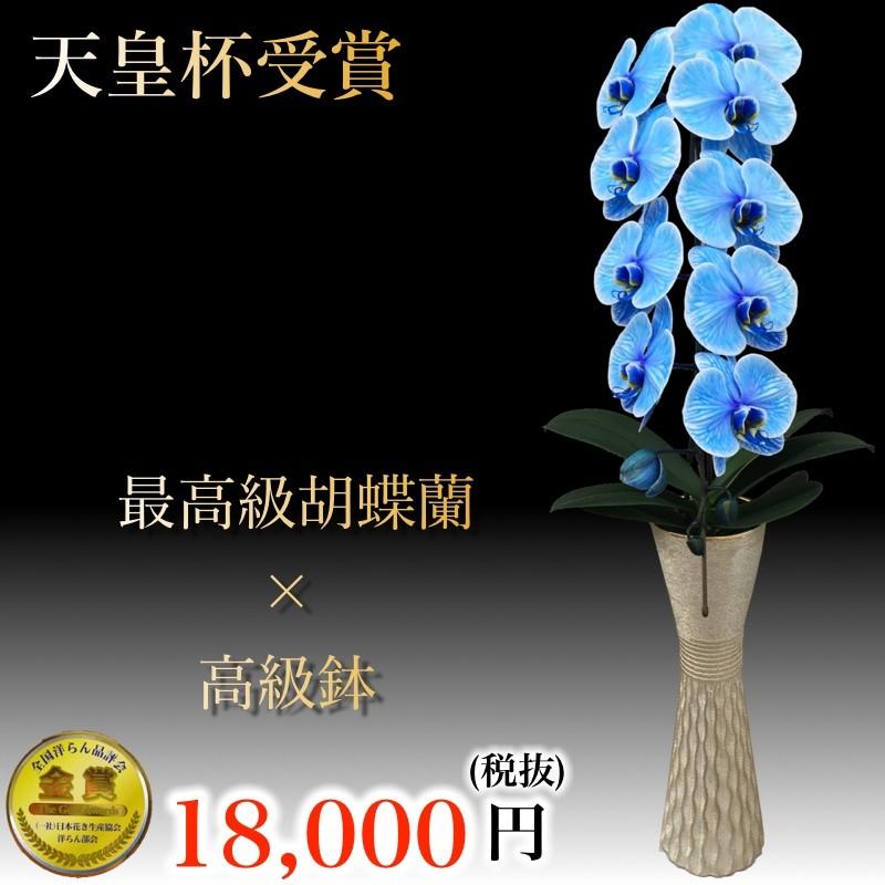 ブルーエレガンス 一本立ち 珍しい胡蝶蘭 おしゃれなインテリアとしても使える高級花瓶セット B2 1 ギフトフラワー胡蝶蘭専門店 通販 Yahoo ショッピング