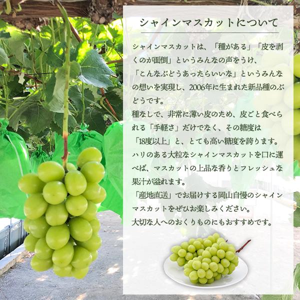 岡山県産 シャインマスカット 贈答用 岡山 500-700g 3-4房入 2-2.5kg