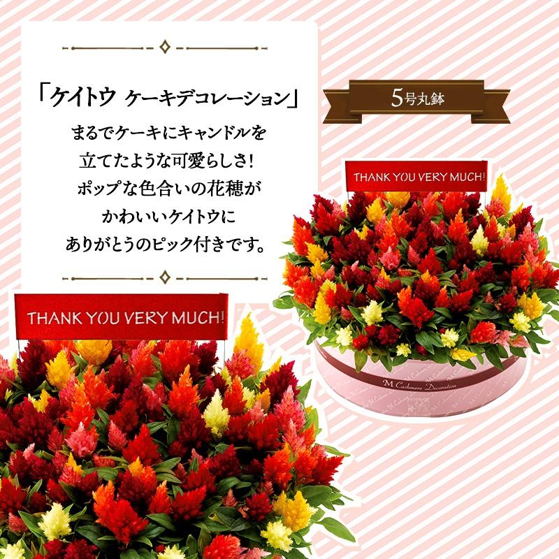 ギフト プレゼント ケイトウ ケーキデコレーション Mr37 6 花 生花 鉢植 お取り寄せ お祝い おすすめ メッセージカード 送料無料 Md予約 食品 高級 バレンタイン ギフト百花 通販 Paypayモール