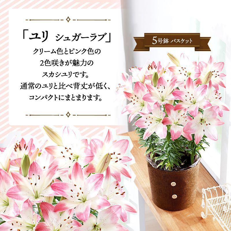 敬老の日 花 ユリ シュガーラブ 鉢植え 鉢 生花 ゆり フラワー かわいい おしゃれ プレゼント メッセージカード付 お母さん 義母 ギフト 送料無料 Mr37 7 ギフト百花 通販 Paypayモール