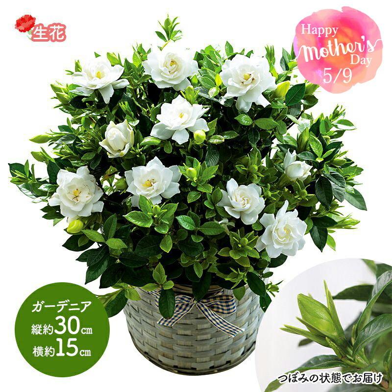 父の日 花 ガーデニア 5号鉢 鉢植え 鉢 生花 くちなし クチナシ フラワー 花プレゼント メッセージカード付 お母さん 義母 ギフト 送料無料 Mr37 8 ギフト百花 通販 Paypayモール
