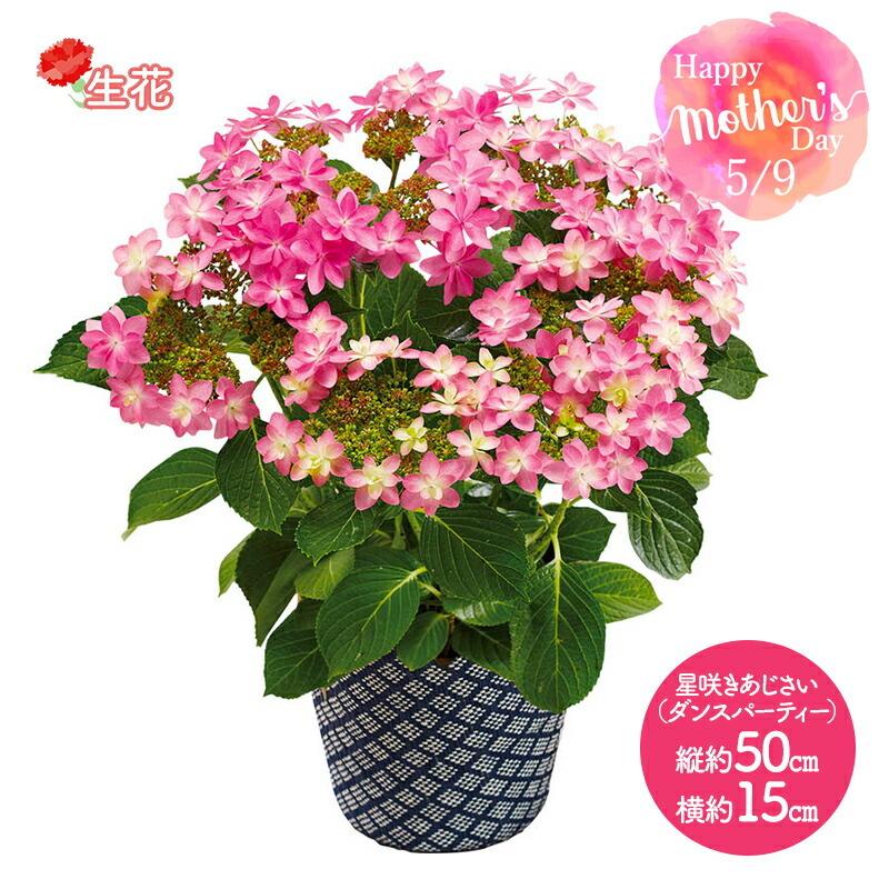 お歳暮 22 花 星咲きあじさい ダンスパーティー 5号鉢 鉢植え 鉢花 生花 あじさい 紫陽花 フラワー メッセージカード付 プレゼント ギフト 送料無料 Ms37 4 Doms37 4 ギフト百花 通販 Yahoo ショッピング