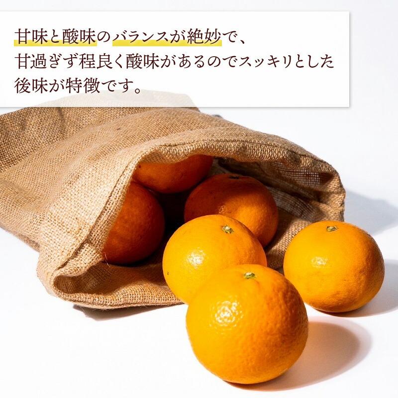 2026年2月中旬〜6/10お届け フルーツ 和歌山 直送 森本農園の 清見