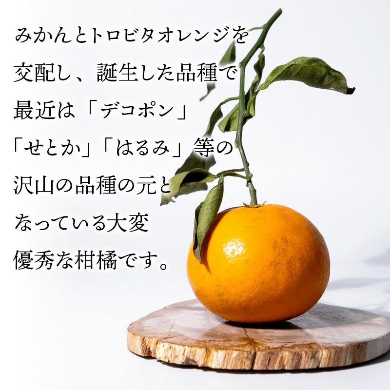 2026年2月中旬〜6/10お届け フルーツ 和歌山 直送 森本農園の 清見