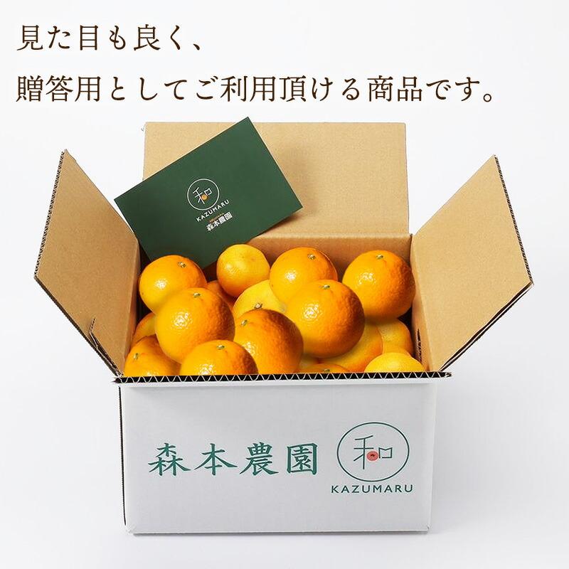 2026年2月中旬〜6/10お届け フルーツ 和歌山 直送 森本農園の 清見