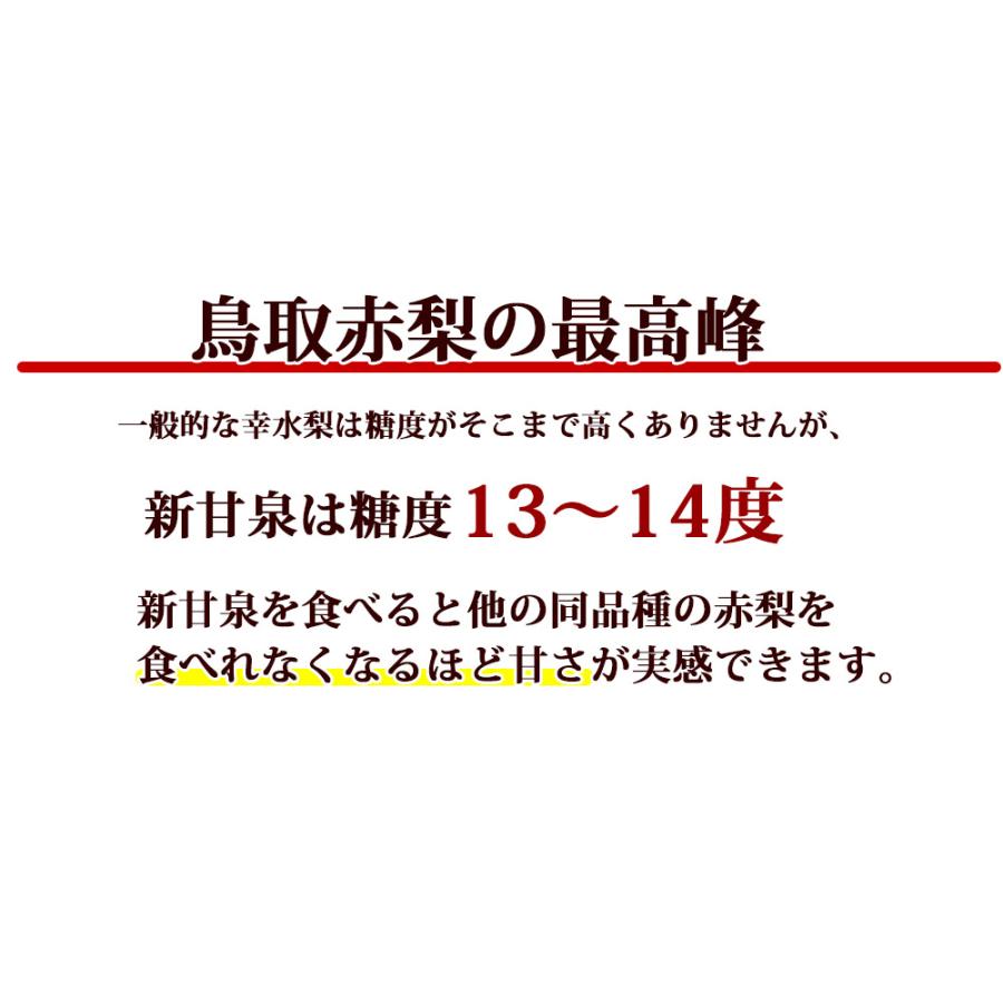 高級 フルーツ 鳥取の梨 新甘泉5kg 10〜18玉 ギフト 果物 秋 赤梨 なし しんかんせん 特選 送料無料｜giftpark｜03