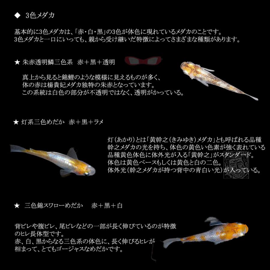 【極上訳あり】　メダカ　めだか　3色ラメ　卵　10個＋α　千葉県産　丈夫な通年屋外飼育｜gifttd｜04