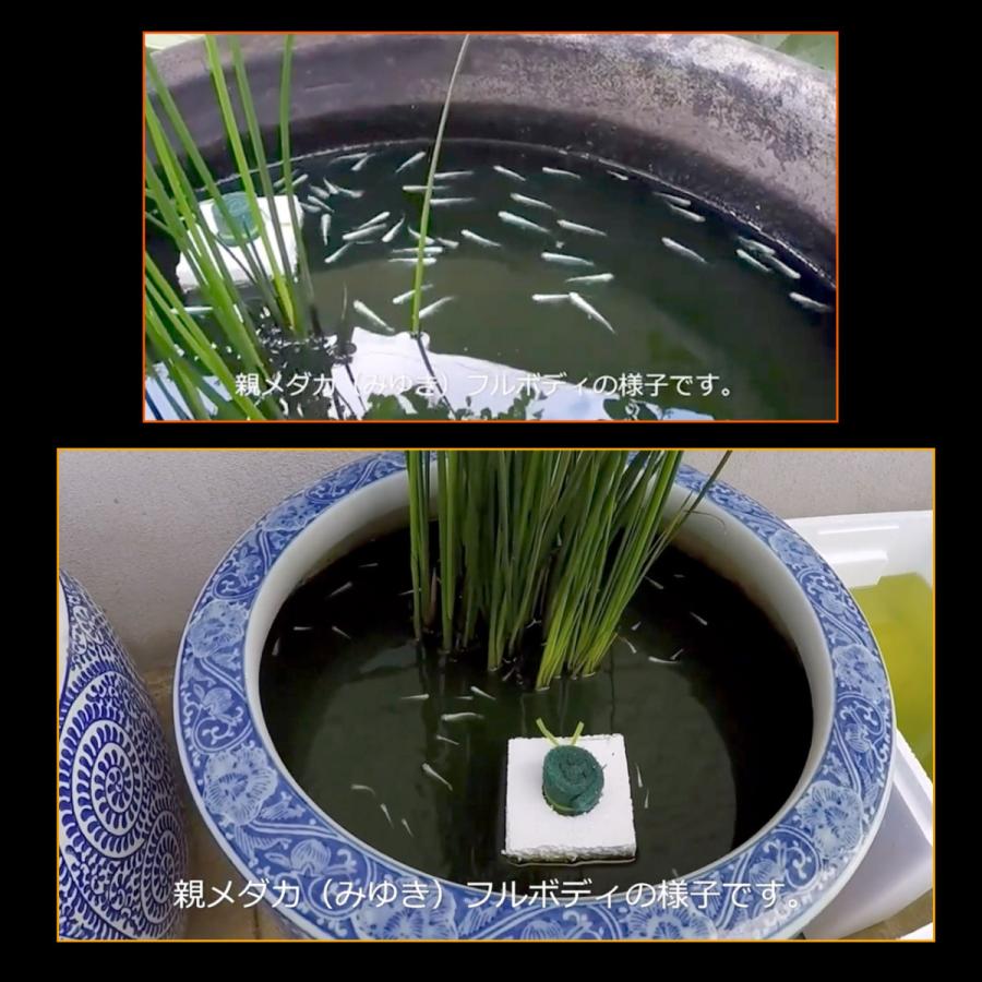 メダカ めだか ミユキ 新品 幹之 フルボディ鉄仮面 α 卵１０個