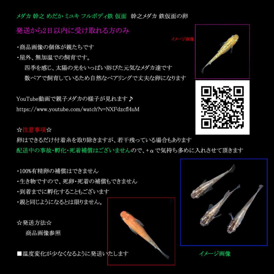 日本メーカー新品 極上訳あり メダカ めだか ミユキ 幹之 フルボディ 鉄仮面 卵 １個 A 千葉県産 丈夫な通年屋外飼育 Aynaelda Com