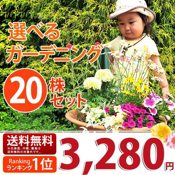 花苗 選べるガーデニング  季節の花苗20株セット 春の花苗 送料無料 母の日ギフト プレゼント（Yahoo!・ガーデニングSHOP岐阜緑園）