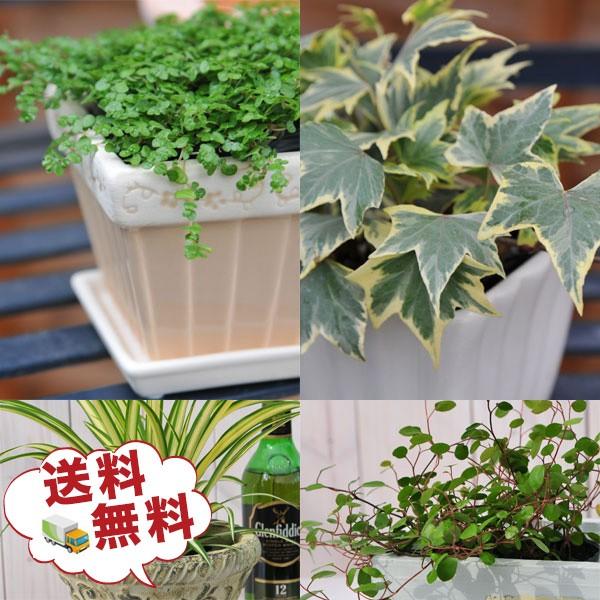 季節のお花またはミニ観葉植物5株セット 送料無料（Yahoo!・ガーデニングSHOP岐阜緑園）