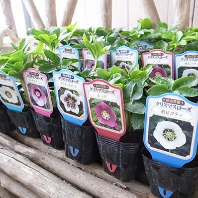 クリスマスローズ シングル 7種セット 杉山交配 宿根草 : ガーデニング