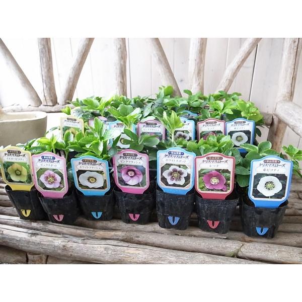 クリスマスローズ mumu　 ソレイユ交配セット＋ブラック交配セット ❤️セール❤️952❤️極上品❤️【ソレイユ】クリスマスローズ