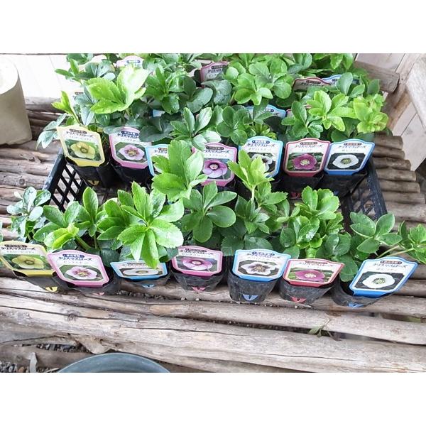 クリスマスローズ シングル 7種セット 杉山交配 宿根草 : ガーデニング