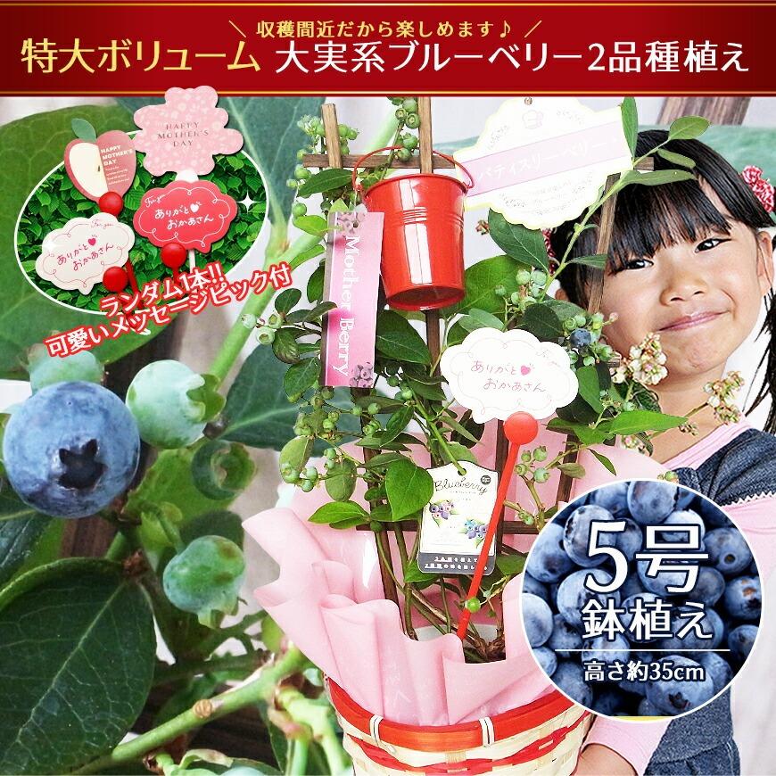 実付き ブルーベリー 鉢植え 母の日プレゼント 特大ボリューム満点