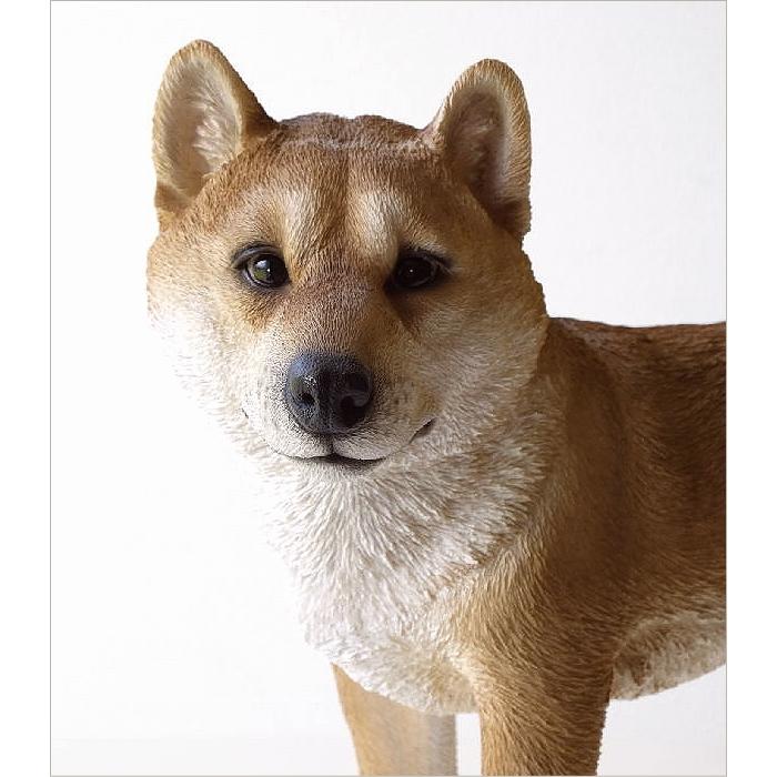 柴犬 置物 犬 リアル 大きい オーナメント かわいい おしゃれ 玄関 
