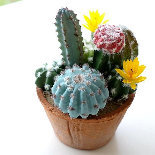 驚きの価格 フェイクグリーン サボテン 多肉植物 おしゃれ インテリア 寄植え 鉢植え 人工観葉植物 イミテーショングリーン フェイクサボテンの寄せ植え ラウンドポット
