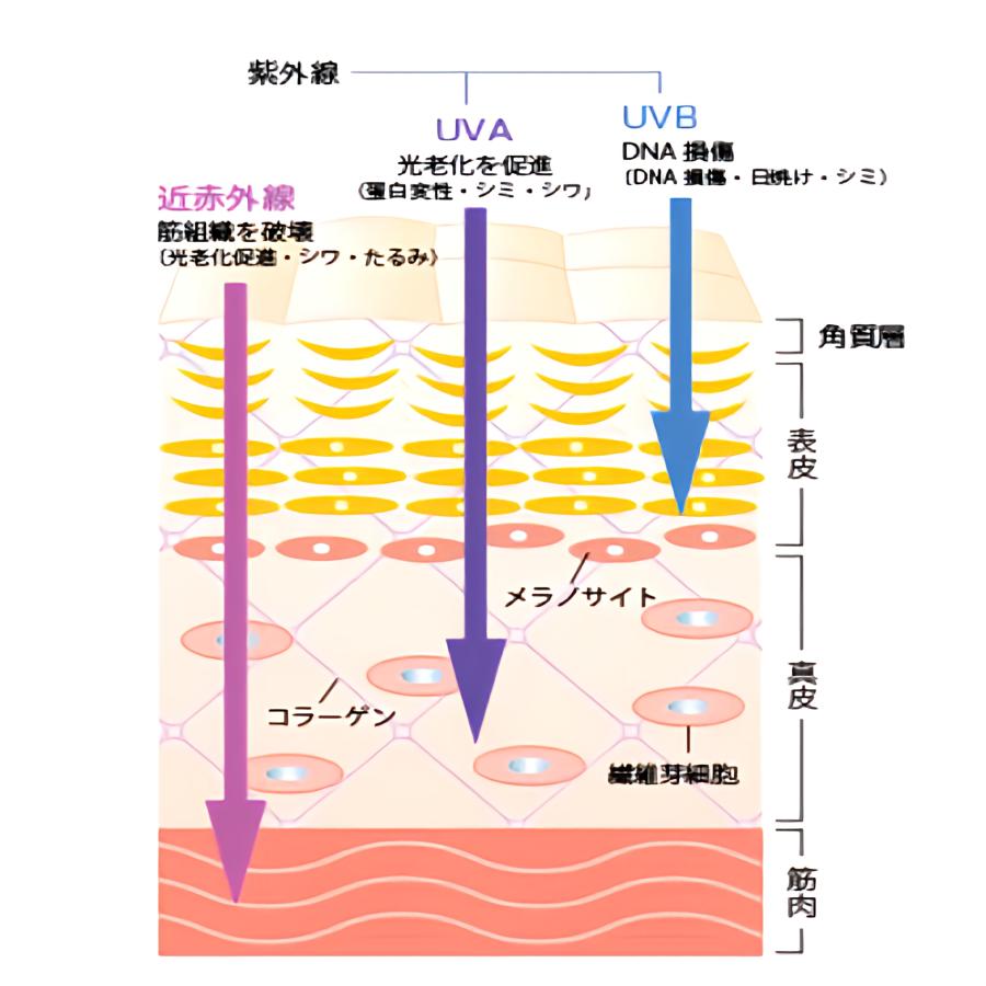 ブルークレール UVラグジュアリー デイクリームII  化粧下地 無添加 オーガニック UVケア SPF23 PA++ 35g ブルーライト PM2.5 | bleu clair | 09