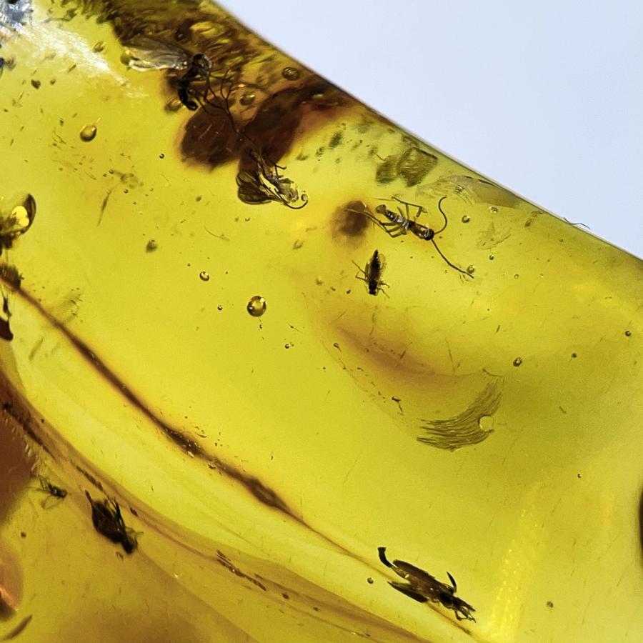 PROME 天然石 一点物 超超超希少！！！ 虫がたくさん 虫入り琥珀