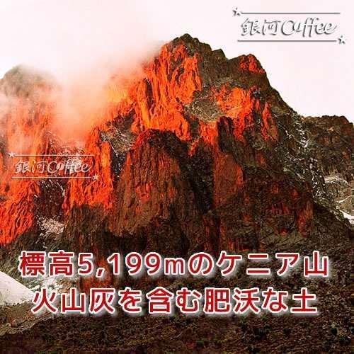 コーヒー豆 焙煎したて直送 大地のコクとフルーティな風味 レッドマウンテン (ケニア) （やや深煎り） 銀河コーヒー 150ｇ｜ginga-coffee｜04